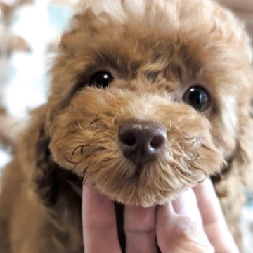 トイプードル(タイニー)【熊本県・女の子・2025年8月21日・レッド】の写真「濃いめのレッドマイペースな女の子♡♡」