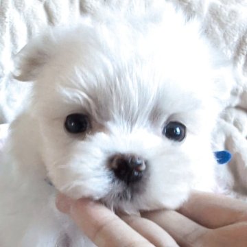 マルチーズ【熊本県・男の子・2025年9月15日・ホワイト】の写真「兄妹では大きい方の男の子🎶」