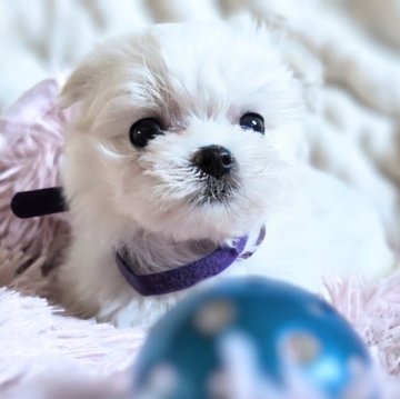 マルチーズ【熊本県・女の子・2025年9月15日・ホワイト】の写真「のんびりマイペースな女の子🎶」