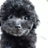 タイニープードル