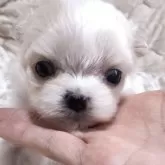 マルチーズ