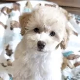 トイプードル(トイ)