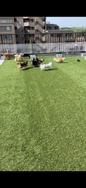 お天気の良い日は自宅屋上ランで元気に走り回っています｜古谷　淳子(ふるたに　じゅんこ)ブリーダー(東京都・チワワ(ロング)など・JKC登録)の紹介写真2