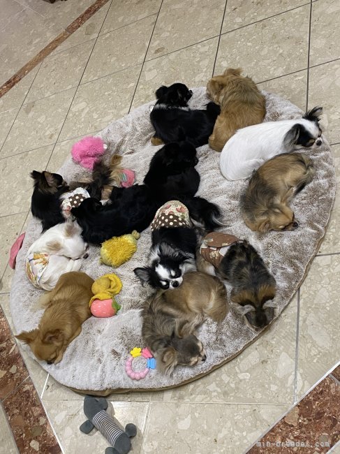 可愛い子たちです🩷｜古谷　淳子(ふるたに　じゅんこ)ブリーダー(東京都・チワワ(ロング)など・JKC登録)の紹介写真3