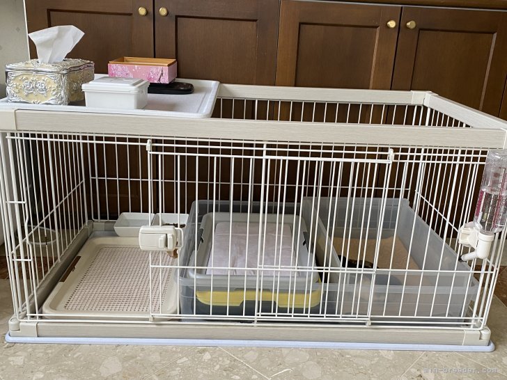 清潔でゆとりのある育児ルーム｜古谷　淳子(ふるたに　じゅんこ)ブリーダー(東京都・チワワ(ロング)など・JKC登録)の紹介写真6