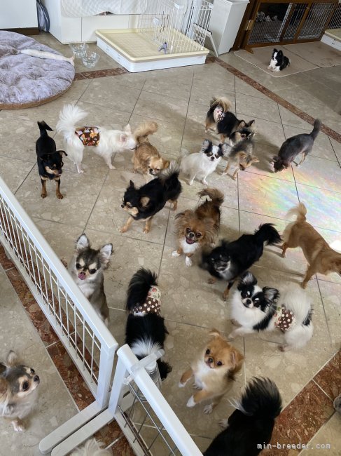 古谷　淳子(ふるたに　じゅんこ)ブリーダー(東京都・チワワ(ロング)など・JKC登録)の紹介写真7