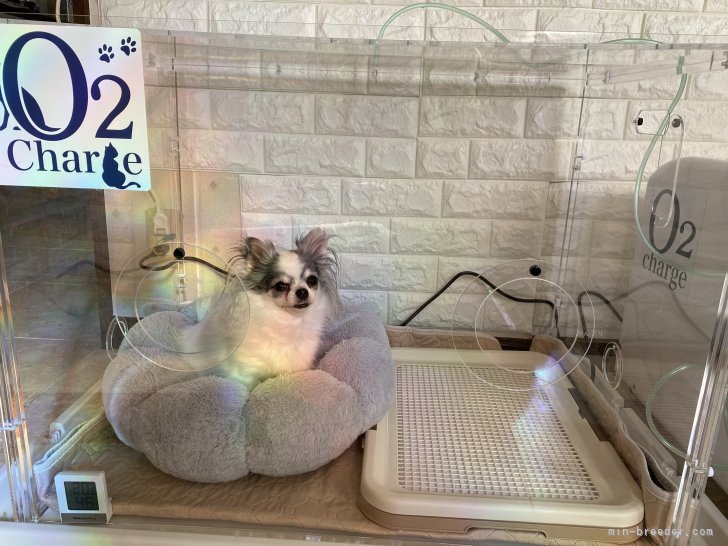 酸素室2台完備してます｜古谷　淳子(ふるたに　じゅんこ)ブリーダー(東京都・チワワ(ロング)など・JKC登録)の紹介写真8