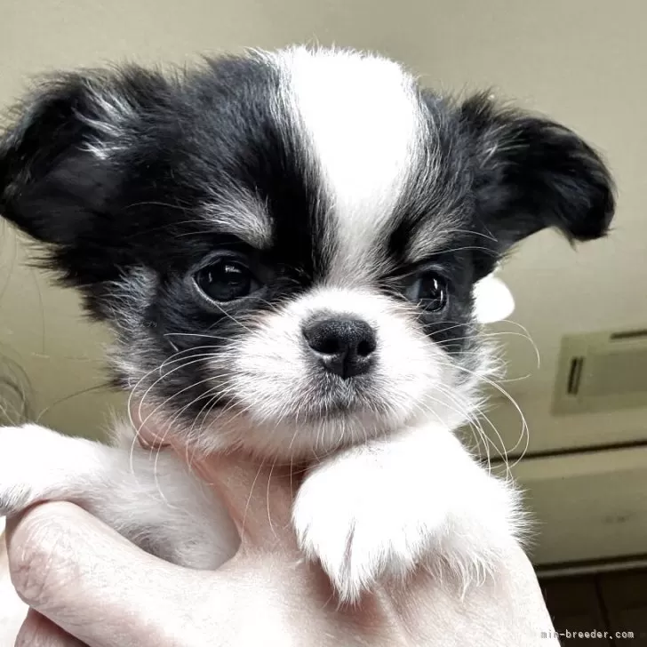 ID：2506-02991の子犬