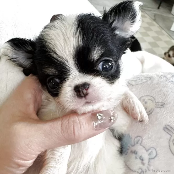 M.K 様のお迎えした子犬