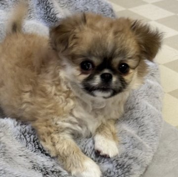 チワワ(ロング)【東京都・男の子・2024年10月10日・フォーンホワイト】の写真「垂れ耳チワワになりそう🩵」