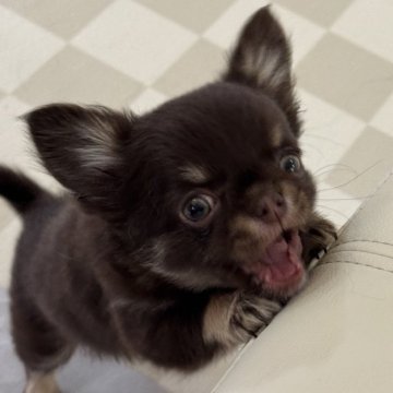 チワワ(ロング)【東京都・女の子・2025年1月8日・チョコタン】の写真「小さめな女の子」