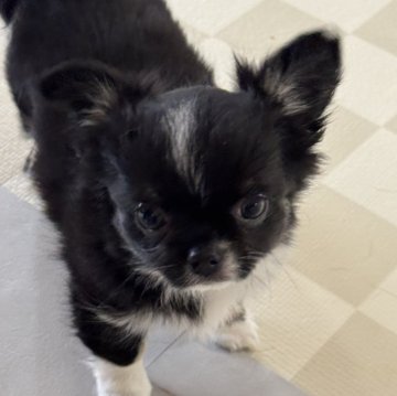 チワワ(ロング)【東京都・女の子・2025年1月8日・ブラックタンホワイト】の写真「短足ちゃん❤️」