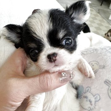 チワワ(ロング)【東京都・女の子・2025年5月9日・ホワイト&ブラックタン】の写真「ちっこいまん丸お顔のお姫様❤️」