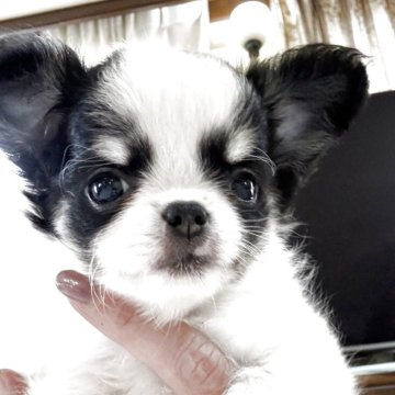 チワワ(ロング)【東京都・女の子・2025年5月9日・ホワイト&ブラックタン】の写真「とっても美人さん」