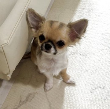 チワワ(ロング)【東京都・女の子・2025年5月12日・レッド&ホワイト】の写真「小さくてママ犬には不向きなので早く決まるよう🥺」