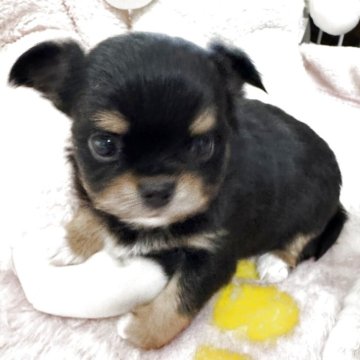 チワワ(ロング)【東京都・男の子・2025年2月27日・ブラックタン】の写真「まん丸なお顔のぼくちゃん🩵」