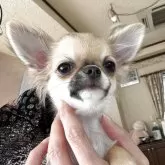 チワワ(ロング)
