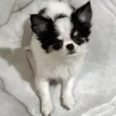 チワワ(ロング)