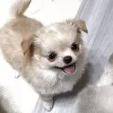 チワワ(ロング)