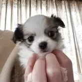 チワワ(ロング)