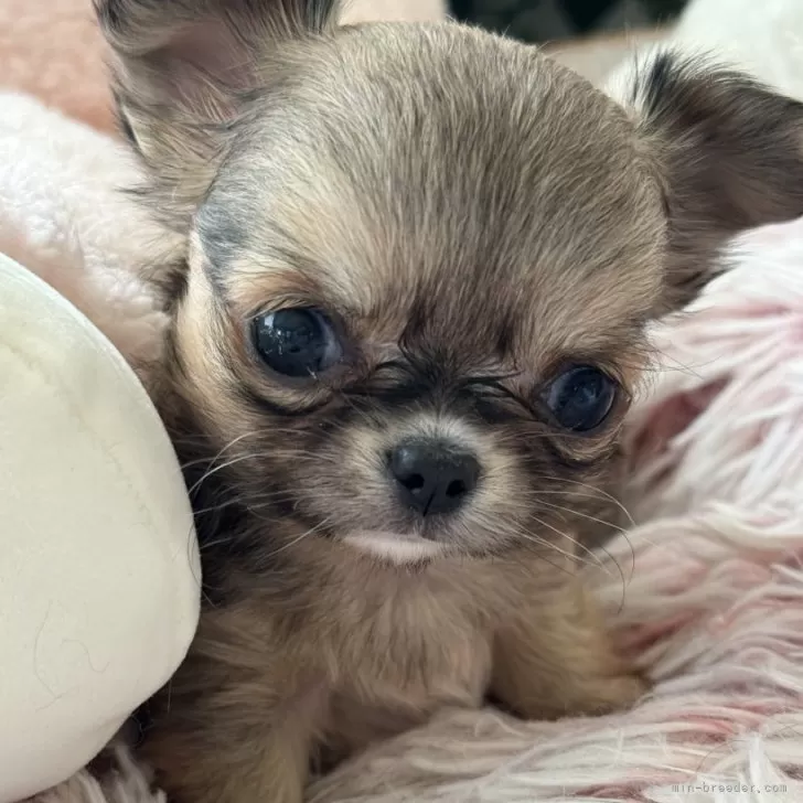 ID：2404-00361の子犬