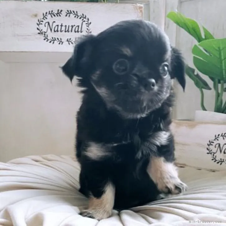ID：2307-02020の子犬