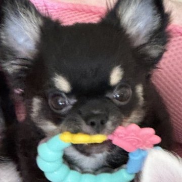 チワワ(ロング)【東京都・女の子・2024年6月25日・ブラックタン】の写真「ドワーフタイプの可愛い子❤️」