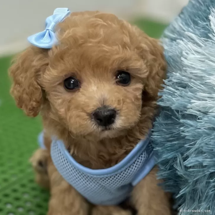 S.Y 様のお迎えした子犬