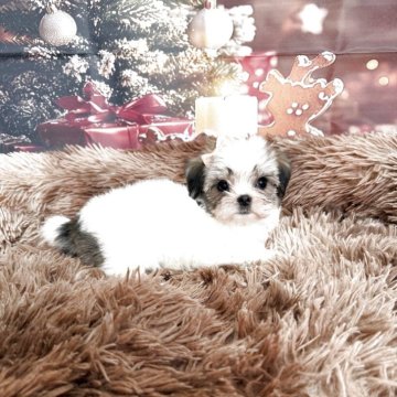 チワマル(マルチーズ×チワワ)【沖縄県・女の子・2025年9月25日・パーティ】の写真「おっとりとしたかわいい😍まるちわちゃん」