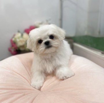 ミックス(ペキニーズ×マルチーズ)【沖縄県・男の子・2025年2月28日・ホワイト】の写真「おめめクリクリな元気な男の子🐶👑」