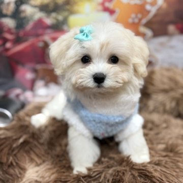 マルプー(マルチーズ×トイプードル)【沖縄県・男の子・2025年9月22日・クリーム】の写真「人懐っこい男の子🐶👑」