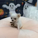 チワワ(ロング)【沖縄県・女の子・2025年8月23日・クリーム】の写真5