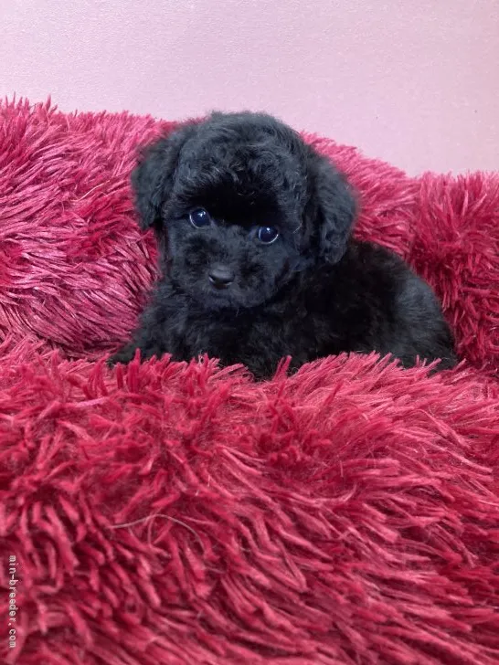 ID：2110-02968の子犬