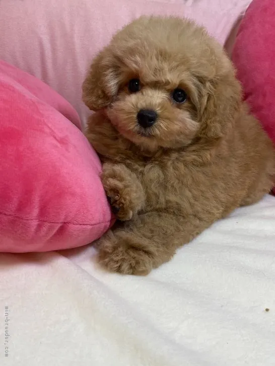 ID：2102-00432の子犬
