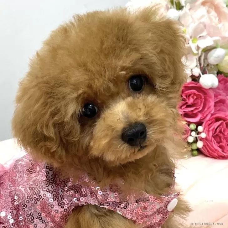 ID:2410-02025の子犬