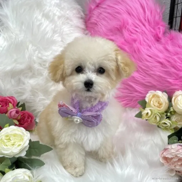 ID:2309-02492の子犬