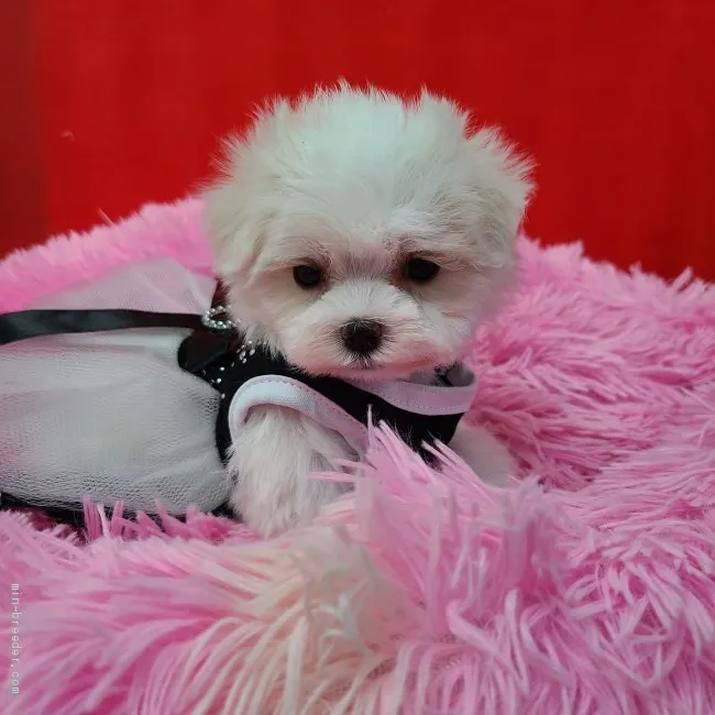 ID:2008-01743の子犬