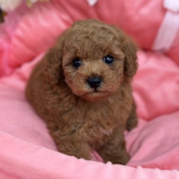トイプードル(トイ)【沖縄県・男の子・2024年1月10日・アプリコット】の写真「やんちゃでかわいい男の子👑✨」