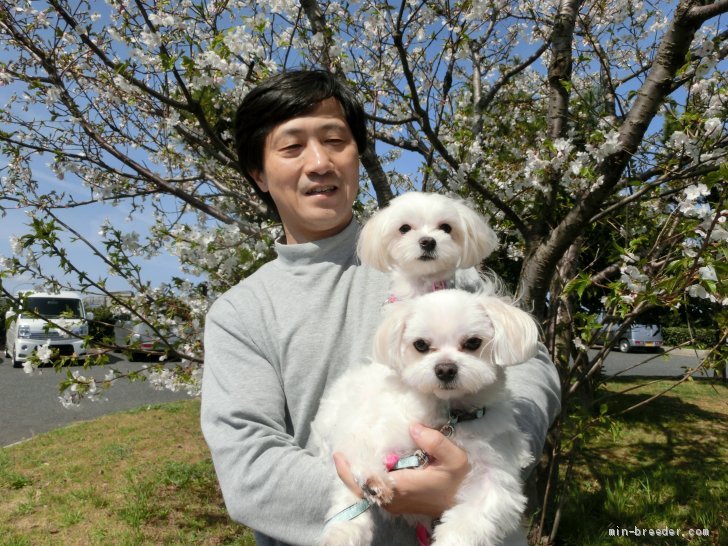 西川　修(にしかわ　おさむ)ブリーダー(鳥取県・マルチーズ・JKC登録)の紹介写真1