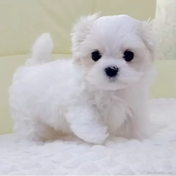 T.S 様のお迎えした子犬