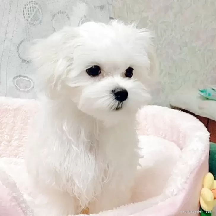 A.N 様のお迎えした子犬