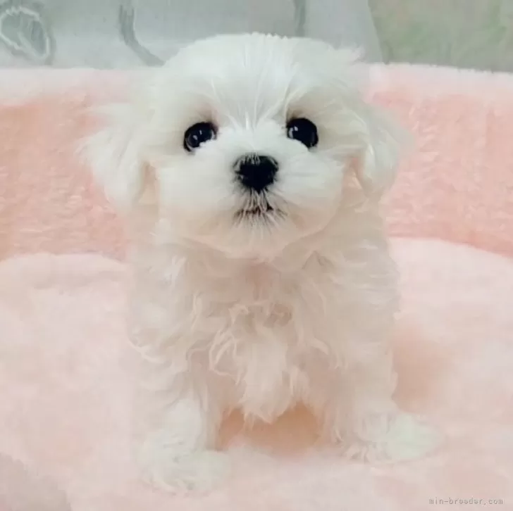 T.K 様のお迎えした子犬