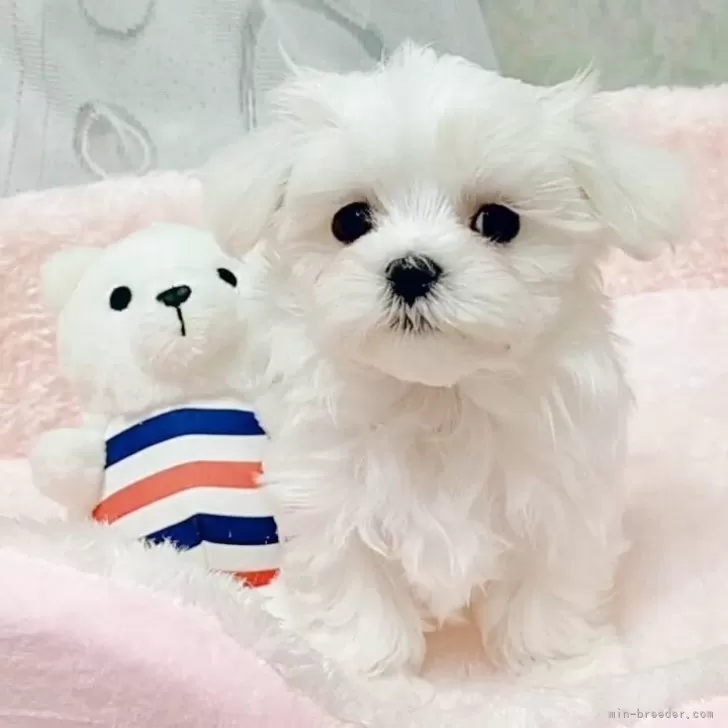 きのこ 様のお迎えした子犬