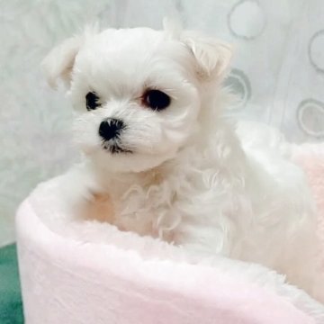 マルチーズ【鳥取県・女の子・2025年6月29日・ホワイト】の写真「小ぶりで大きな目の綺麗な顔立ちの女の子です。💞」