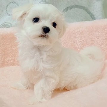 マルチーズ【鳥取県・男の子・2025年8月4日・ホワイト】の写真「タレ目で人懐っこい可愛い男の子です。💞」