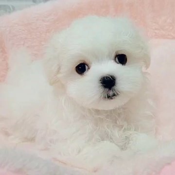 マルチーズ【鳥取県・女の子・2025年8月12日・ホワイト】の写真「タレ目で綺麗な顔立ちの女の子です。💞」