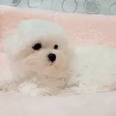 マルチーズ