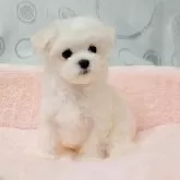 マルチーズ