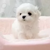 マルチーズ