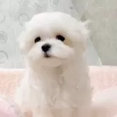 マルチーズ